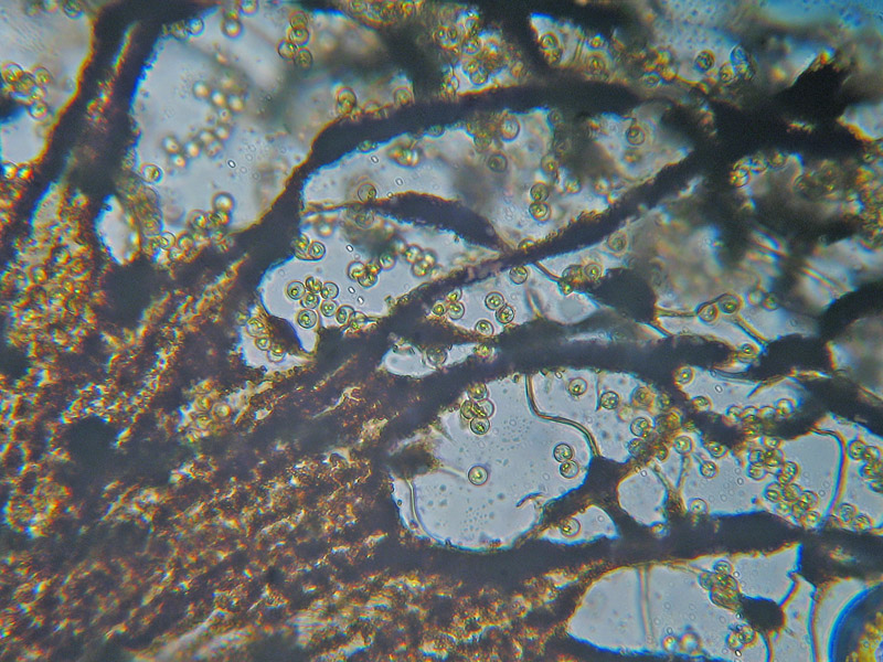 Cribraria (intricata)